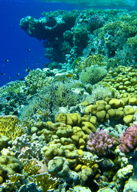 Sharm El-Sheikh destination thumbnail