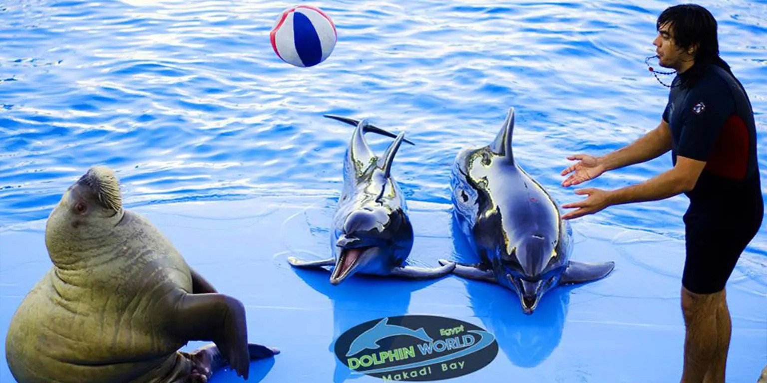 Dolphin show photo