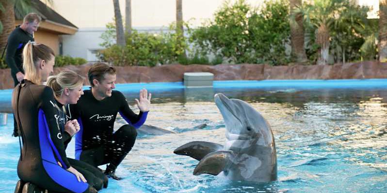 Dolphin show route view